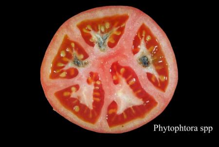 Tomato Phytophthora (1)
